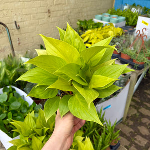 Homalomena Rubescens ‘Golden'