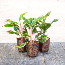 Load image into Gallery viewer, Aglaonema &#39;Pink Aurora&#39; (Chinese Evergreen)
