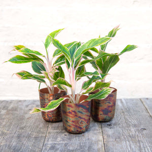 Aglaonema 'Pink Aurora' (Chinese Evergreen)