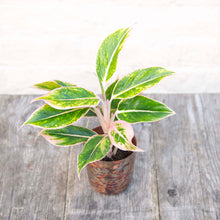 Load image into Gallery viewer, Aglaonema &#39;Pink Aurora&#39; (Chinese Evergreen)
