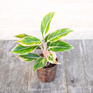 Aglaonema 'Pink Aurora' (Chinese Evergreen)