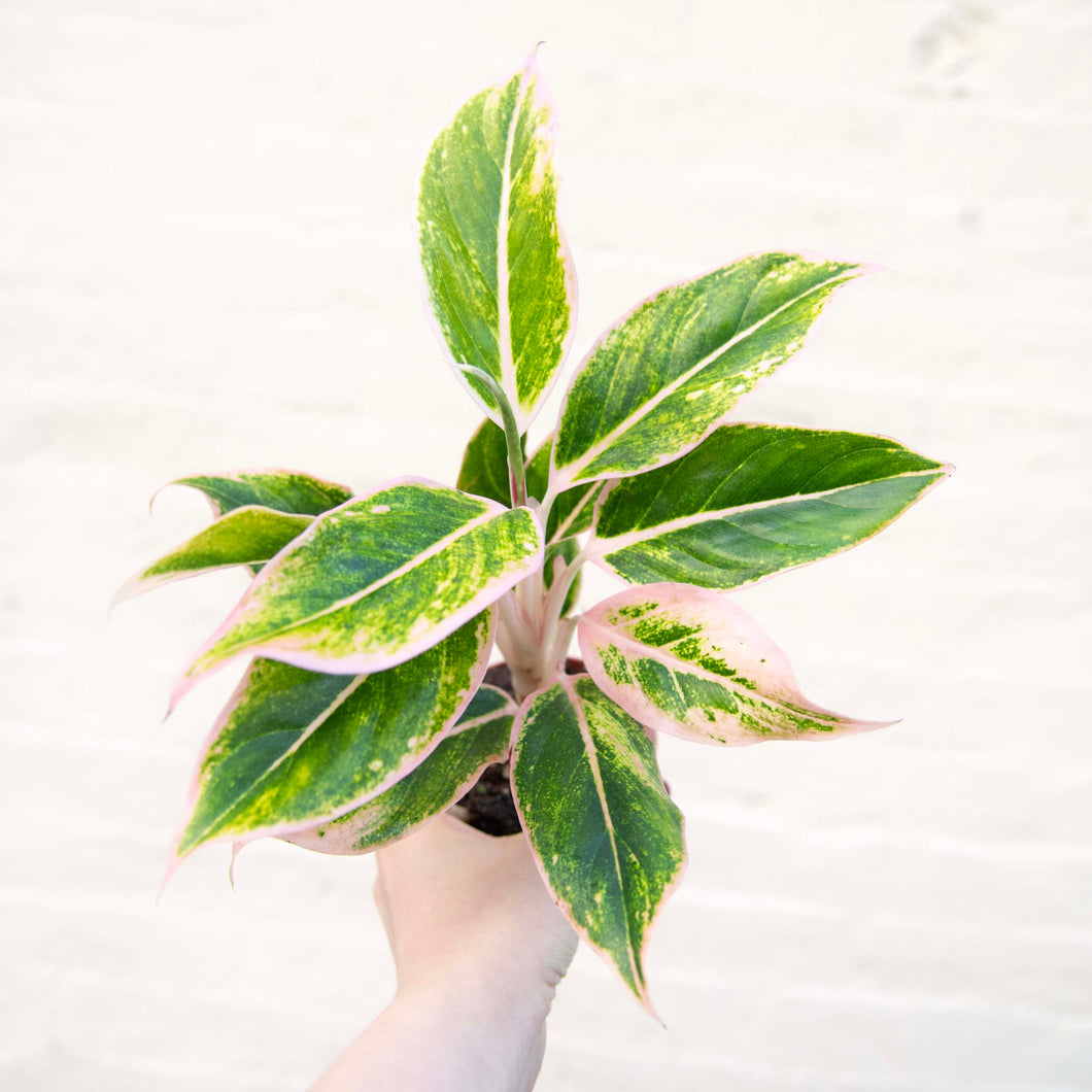 Aglaonema 'Pink Aurora' (Chinese Evergreen)