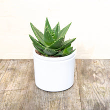 Load image into Gallery viewer, Aloe Mitriformis
