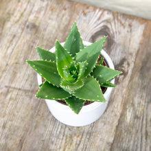 Load image into Gallery viewer, Aloe Mitriformis
