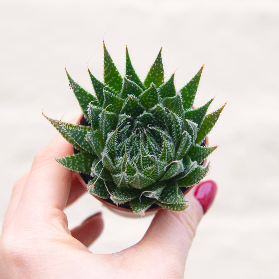 Aloe Aristata