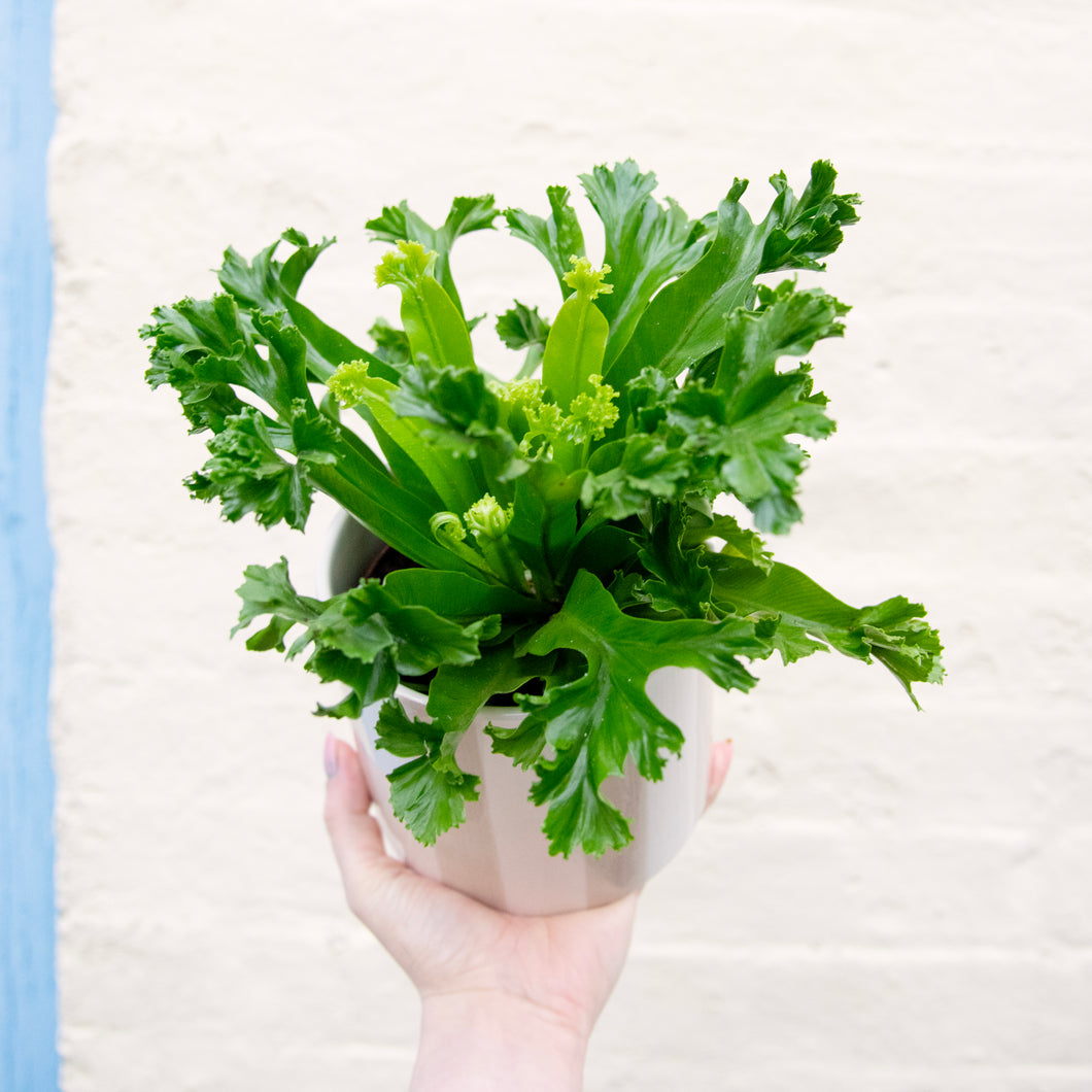 Asplenium Antiquum 'Leslie' - Bird's Nest Fern