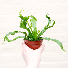 Load image into Gallery viewer, Asplenium Antiquum &#39;Osaka&#39; - Bird&#39;s Nest Fern
