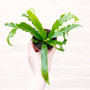 Asplenium Antiquum 'Osaka' - Bird's Nest Fern