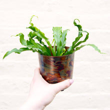 Load image into Gallery viewer, Asplenium Antiquum &#39;Osaka&#39; - Bird&#39;s Nest Fern
