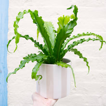 Load image into Gallery viewer, Asplenium Antiquum &#39;Osaka&#39; - Bird&#39;s Nest Fern
