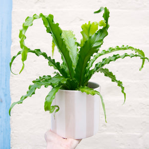 Asplenium Antiquum 'Osaka' - Bird's Nest Fern