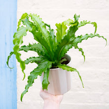 Load image into Gallery viewer, Asplenium Antiquum &#39;Osaka&#39; - Bird&#39;s Nest Fern
