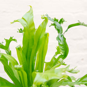 Asplenium Nidus 'Crissie' - Bird's Nest Fern