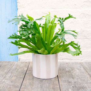 Asplenium Nidus 'Crissie' - Bird's Nest Fern