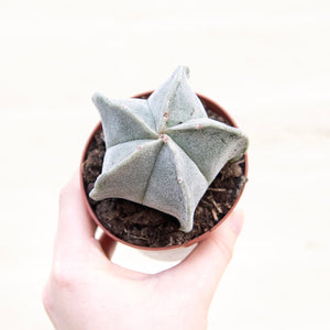 Astrophytum Myriostigma 'Bishop's Cap Cactus'