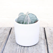 Load image into Gallery viewer, White Ceramic Plant Pot
