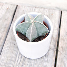 Load image into Gallery viewer, Astrophytum Myriostigma &#39;Bishop&#39;s Cap Cactus&#39;
