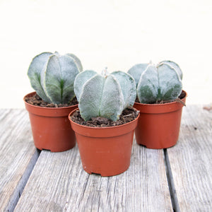 Astrophytum Myriostigma 'Bishop's Cap Cactus'