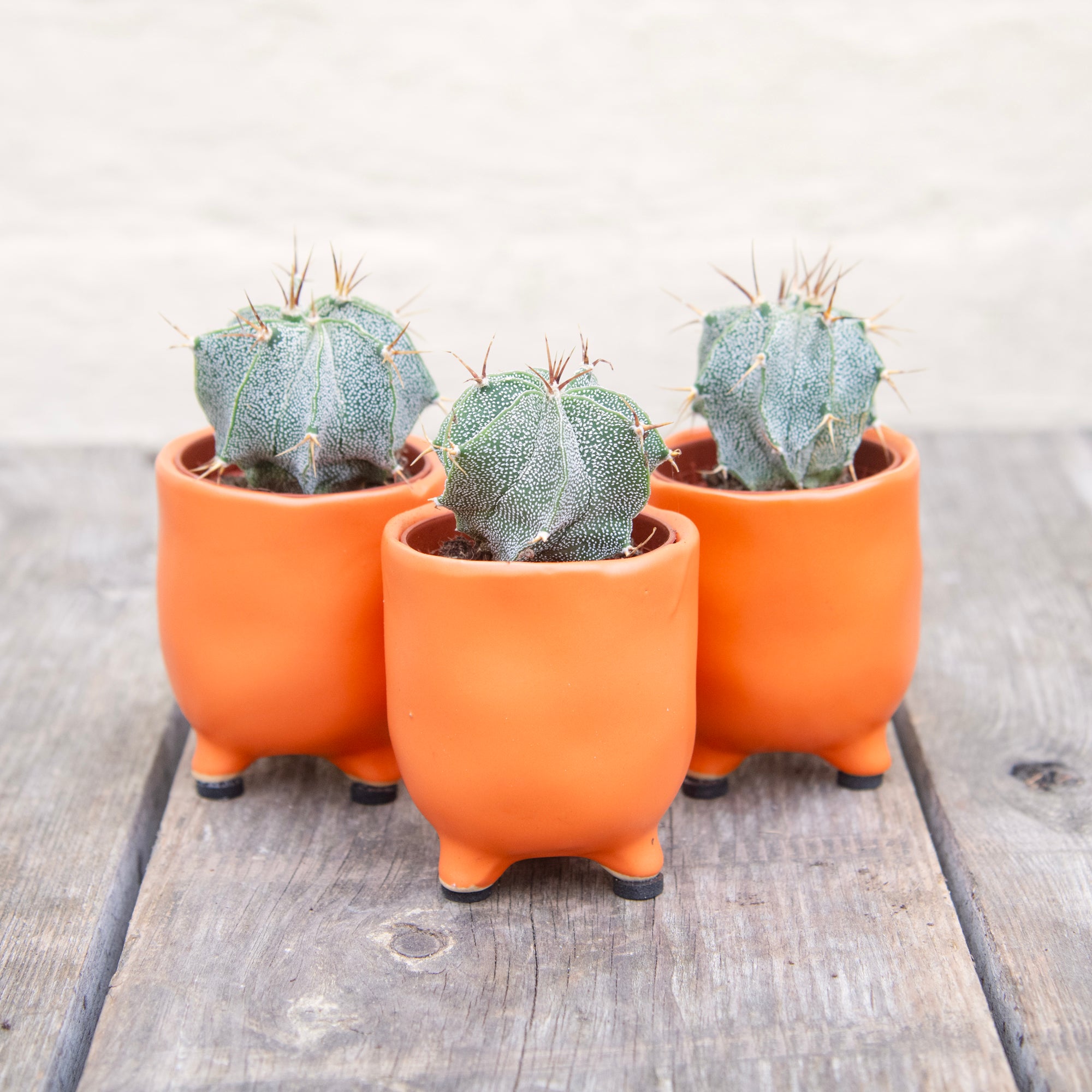 Astrophytum Ornatum 'Bishop's Cap Cactus' – Moose Plant Shop