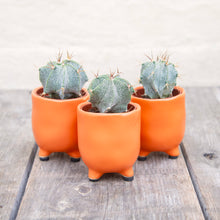 Load image into Gallery viewer, Astrophytum Ornatum &#39;Bishop&#39;s Cap Cactus&#39;
