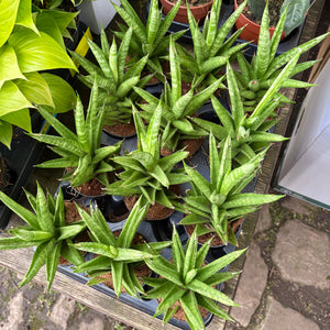 Sansevieria Cylindrica 'Starshooter'