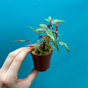 Begonia Dregei Propagation Pot (Caudex Begonia) A