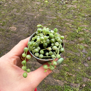 Senecio Herreianus Variegated 'String of Pearls'