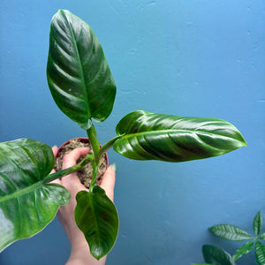 Home Grown Houseplant Wonky Bargain Bundle (7 Plants) - Philodendron, Syngonium & ZZ Plant