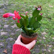 Load image into Gallery viewer, Schlumbergera &#39;Thanksgiving Cactus&#39;
