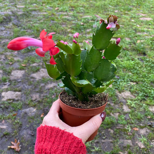 Schlumbergera 'Thanksgiving Cactus'