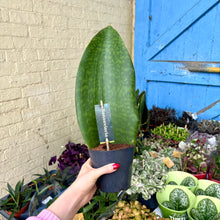 Load image into Gallery viewer, Sansevieria Masoniana &#39;Victoria&#39; (Whale Fin)
