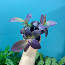 Load image into Gallery viewer, Tradescantia Purple Heart &#39;Silver Inch Plant&#39;
