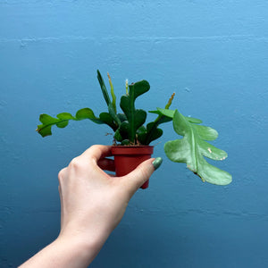 Home Grown Houseplant Wonky Bargain Bundle (9 Plants) Philodendron, Epiphyllum, Hoya & Begonia