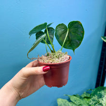 Load image into Gallery viewer, Philodendron Brandtianum Rooted Cutting Pot
