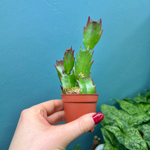 Schlumbergera 'Christmas Cactus' Propagation Pot