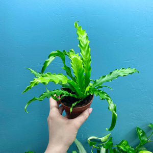 Asplenium Antiquum 'Osaka' - Bird's Nest Fern