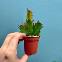 Load image into Gallery viewer, Schlumbergera &#39;Christmas Cactus&#39; Propagation Pot
