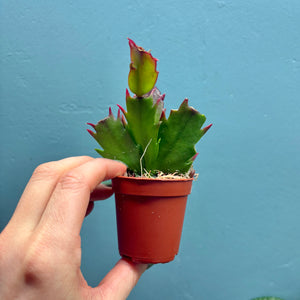 Schlumbergera 'Christmas Cactus' Propagation Pot