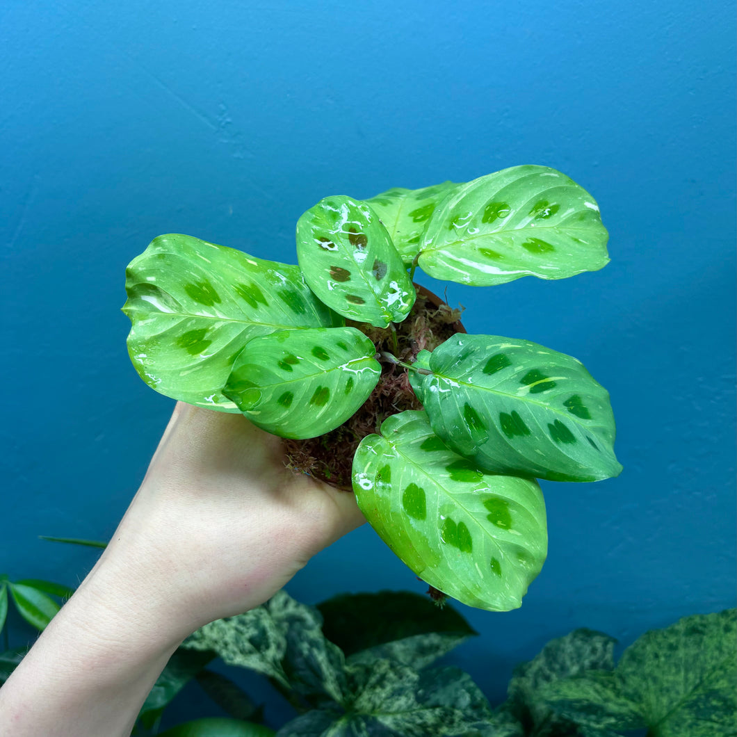 Variegated Maranta Leuconeura Kerchoveana 'Prayer Plant'