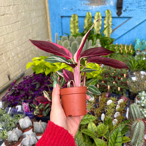 Calathea Sanguine 'Triostar'