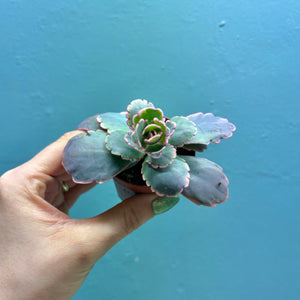 Kalanchoe Fedtschenkoi Variegated 'Lavender Scallops'