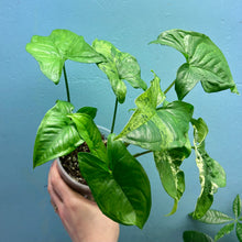 Load image into Gallery viewer, Home Grown Houseplant Wonky Bargain Bundle (7 Plants) - Philodendron, Syngonium &amp; ZZ Plant
