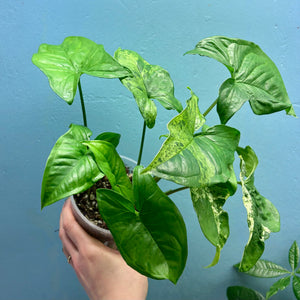 Home Grown Houseplant Wonky Bargain Bundle (7 Plants) - Philodendron, Syngonium & ZZ Plant