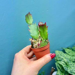 Schlumbergera 'Christmas Cactus' Propagation Pot