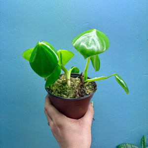 Home Grown Houseplant Wonky Bargain Bundle (7 Plants) - Philodendron, Syngonium & ZZ Plant