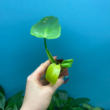 Load image into Gallery viewer, Philodendron Bipennifolium &#39;Golden Violin’ A
