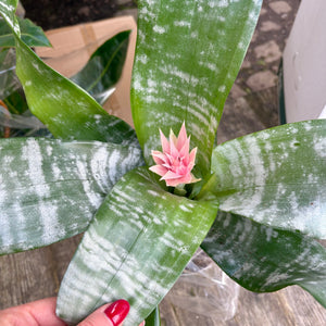 Aechmea Fasciata 'Primera' (Pink Bromeliad)