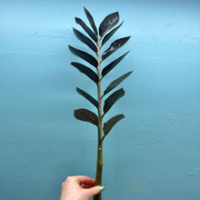 Load image into Gallery viewer, Home Grown Houseplant Wonky Bargain Bundle (7 Plants) - Philodendron, Syngonium &amp; ZZ Plant
