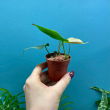 Load image into Gallery viewer, Philodendron Camposportoanum Propagation Pot C
