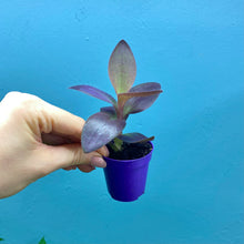 Load image into Gallery viewer, Tradescantia Purple Heart &#39;Silver Inch Plant&#39;
